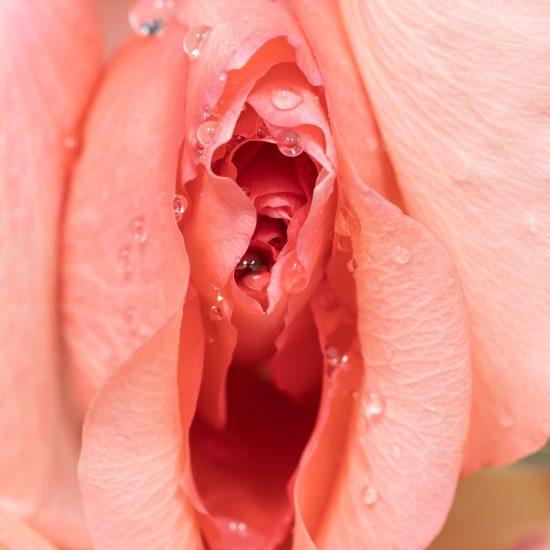 Closeup Of Pink Rose Flowers With Water Drops