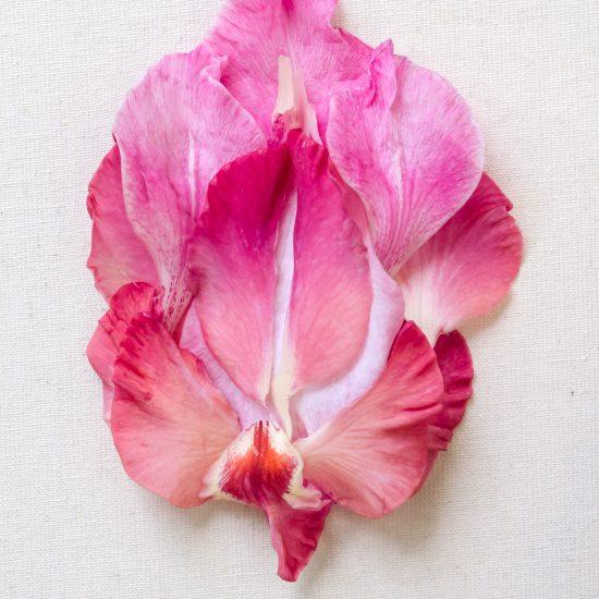 Pink Vulva Flower On A White Background.