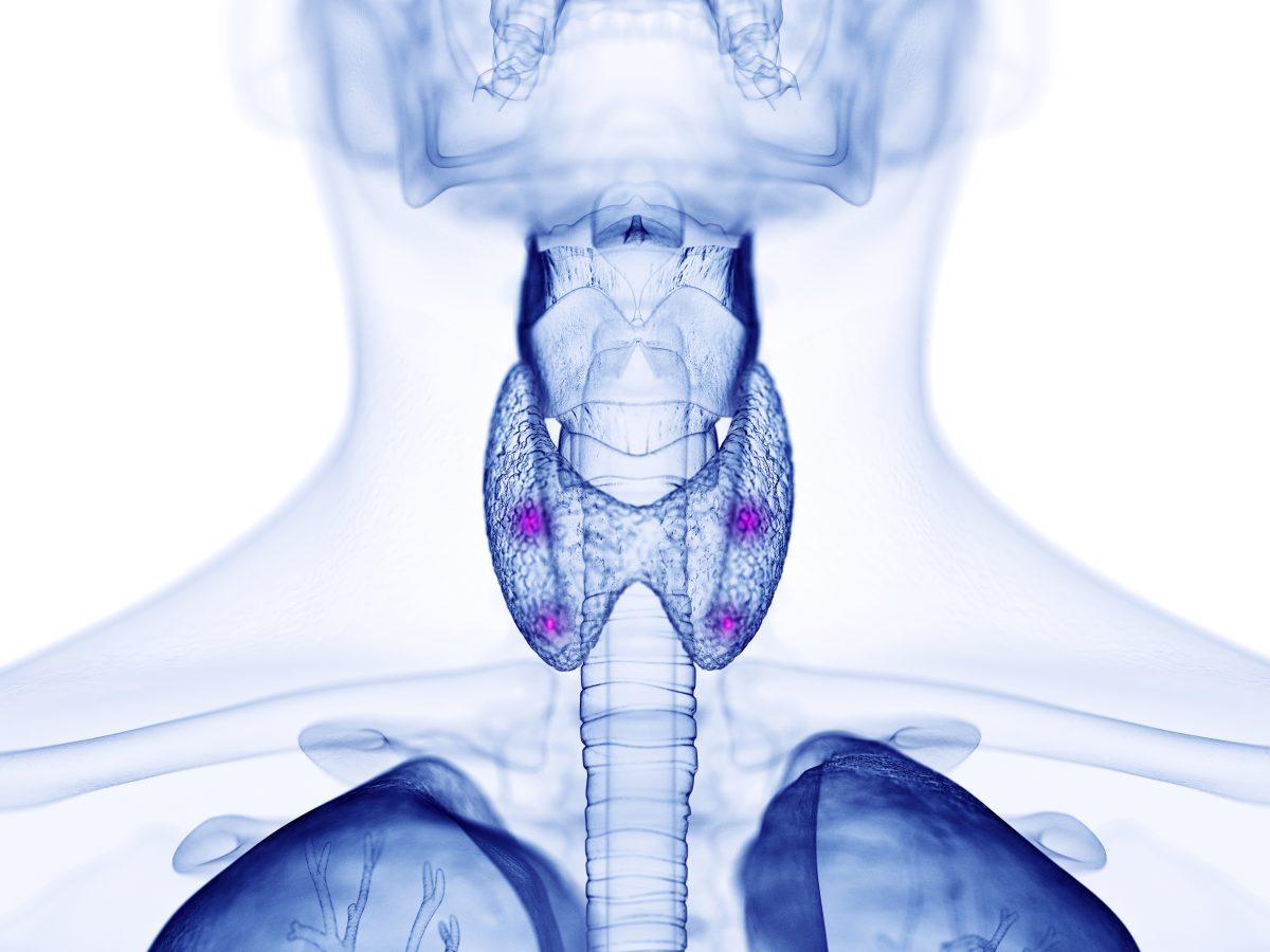 3d Rendered Medically Accurate Illustration Of The Para Thyroid Glands